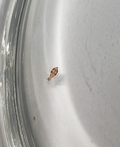 Dorypteryx sp.